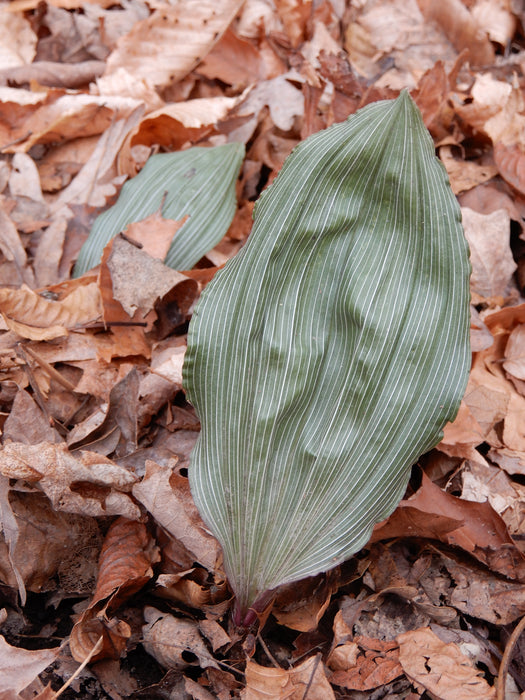 Putty Root Orchid (Aplectrum hyemale) BARE ROOT