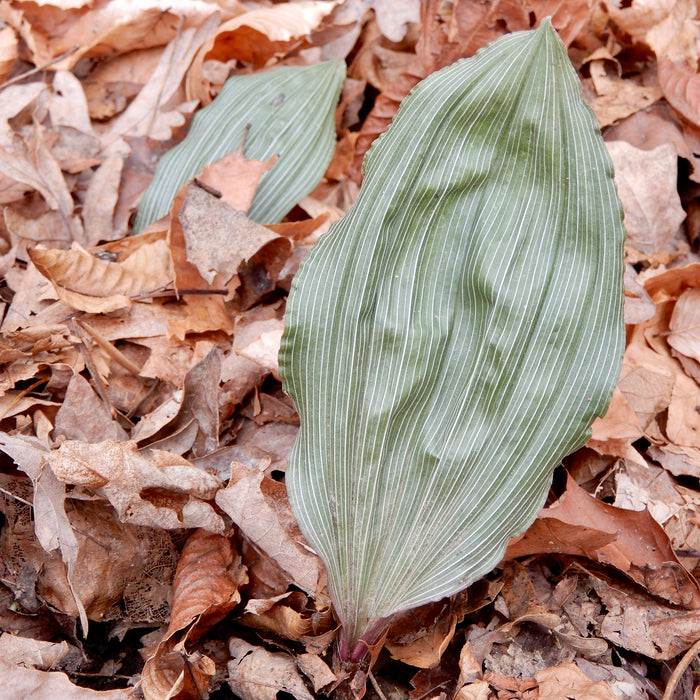 Putty Root Orchid (Aplectrum hyemale) BARE ROOT