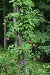 Trumpet Creeper (Campsis radicans)