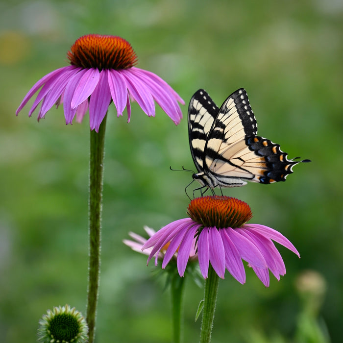 Purple Coneflower (Echinacea purpurea) 2x2x3" Pot