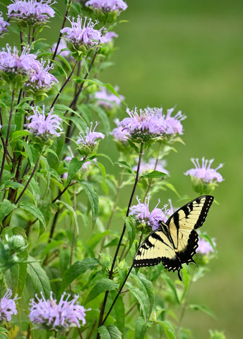 Wild Bee Balm (Monarda fistulosa) 2x2x3" Pot