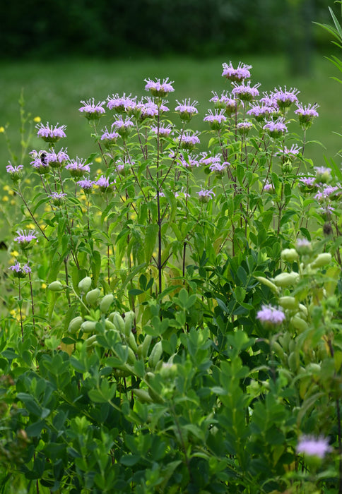 Wild Bee Balm (Monarda fistulosa) 2x2x3" Pot