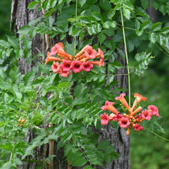 Trumpet Creeper (Campsis radicans)