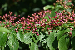 Pagoda Dogwood (Cornus alternifolia)