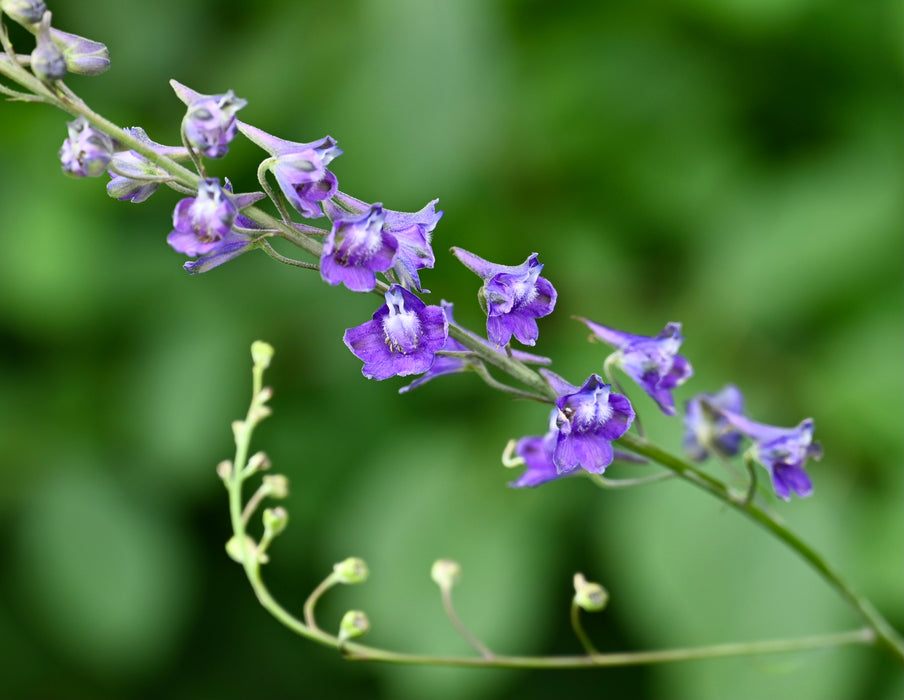 Tall Larkspur (Delphinium exaltatum)