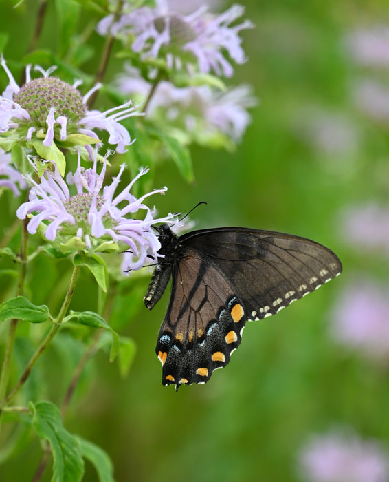 Wild Bee Balm (Monarda fistulosa) 2x2x3" Pot