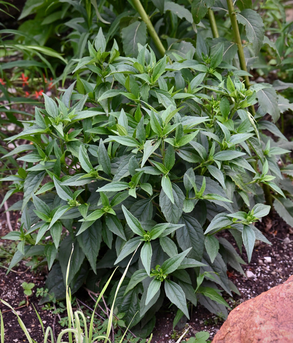 can you plant rudbeckia in pots Showy Black-eyed Susan (Rudbeckia fulgida) 2x2x3" Pot — Native Plants Unlimited LLC