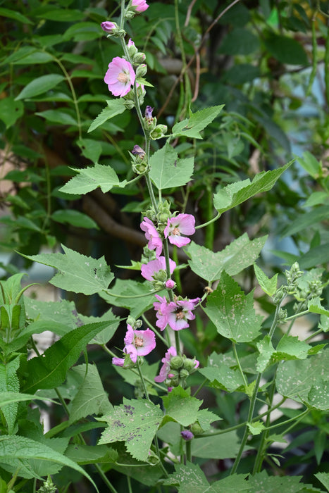 Kankakee Mallow (Iliamna remota)