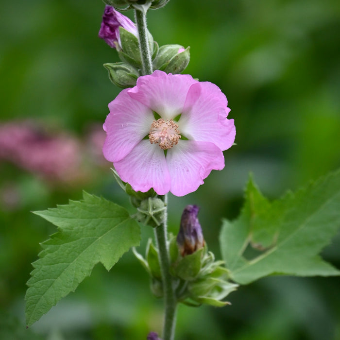Kankakee Mallow (Iliamna remota)