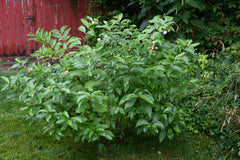 Buttonbush (Cephalanthus occidentalis)