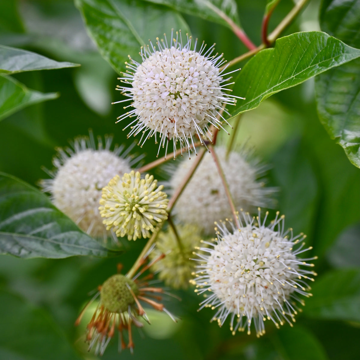 Buttonbush (Cephalanthus occidentalis) — Native Plants Unlimited LLC
