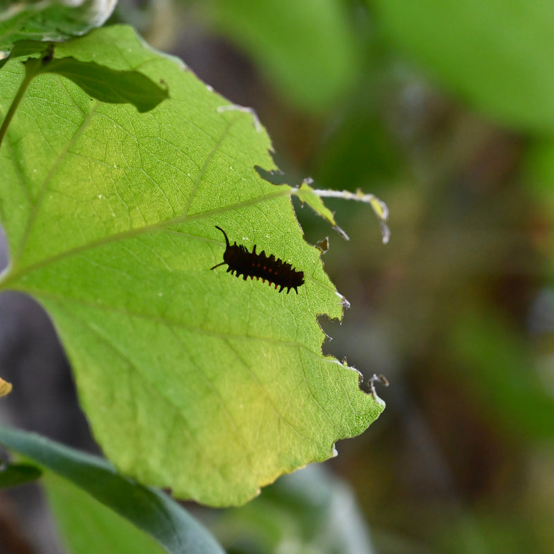 Wooly Pipevine (Aristolochia tomentosa) 2"x2"x3" Pot