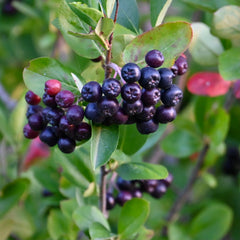 Black Chokeberry (Aronia melanocarpa)