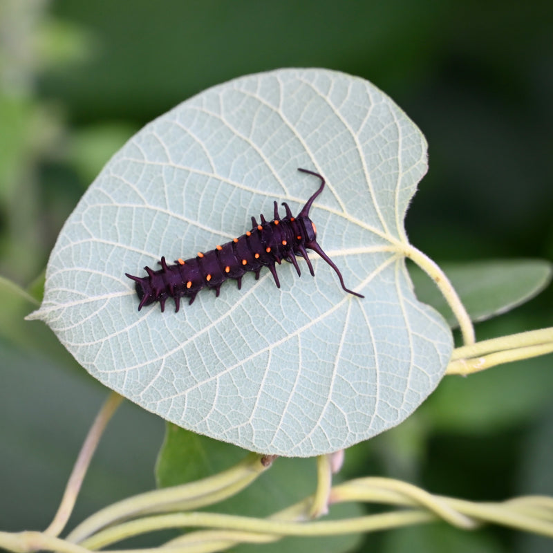 Wooly Pipevine (Aristolochia tomentosa) 2"x2"x3" Pot