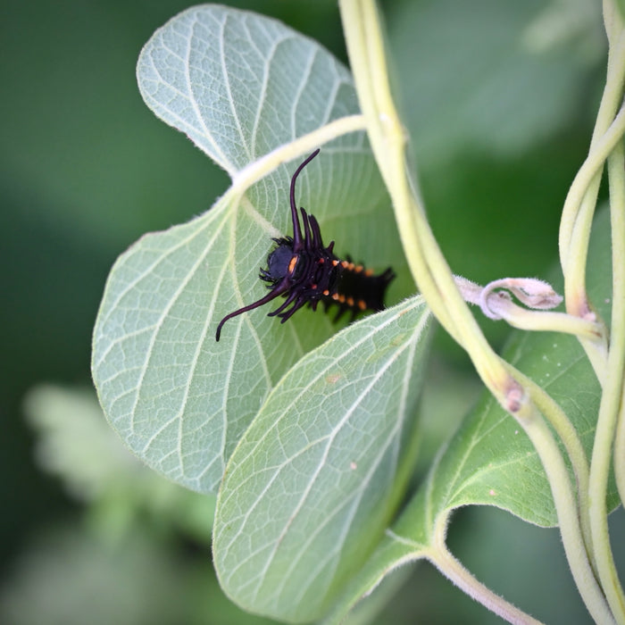 Wooly Pipevine (Isotrema tomentosum, formerly Aristolochia tomentosa)