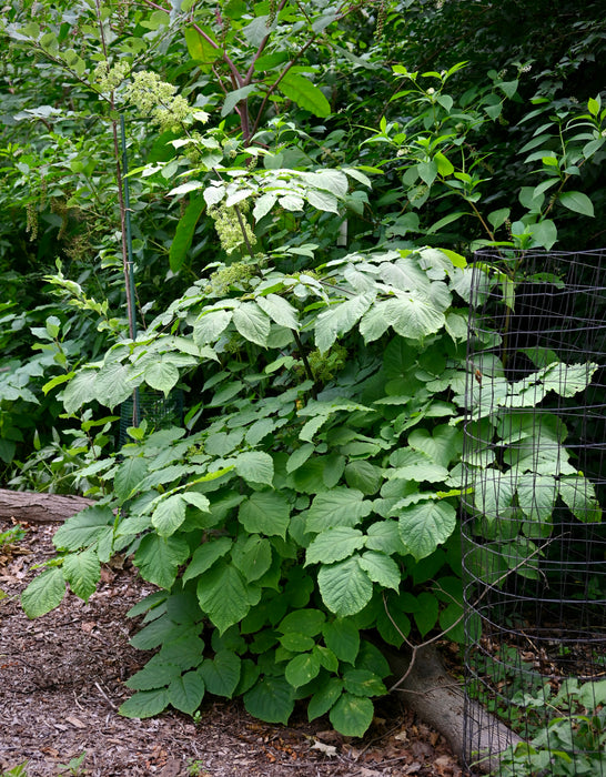 Spikenard (Aralia racemosa)
