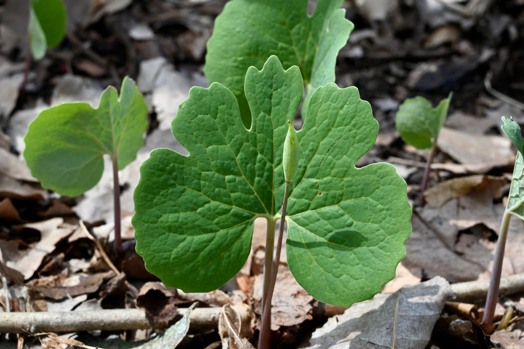 Bloodroot (Sanguinaria canadensis) BARE ROOT