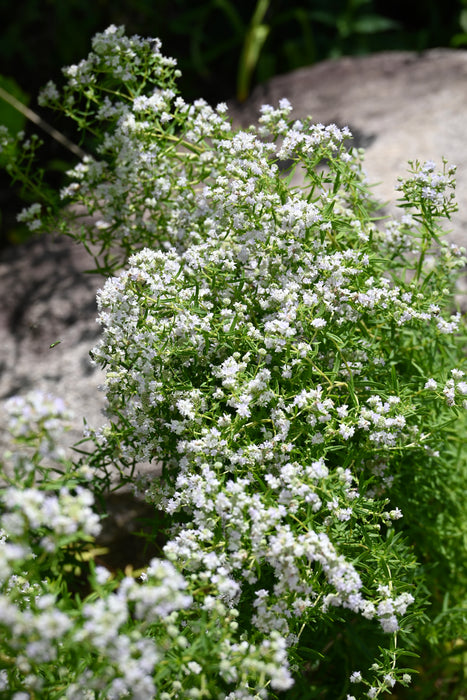 Common Mountain Mint (Pycnanthemum virginianum) 1 GAL