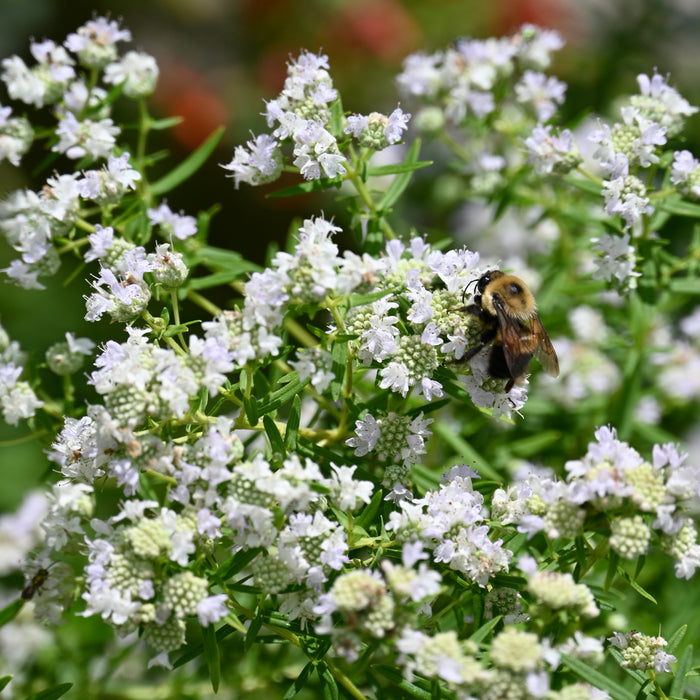 Common Mountain Mint (Pycnanthemum virginianum) 2x2x3" Pot