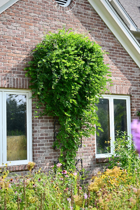 Kentucky Wisteria (Wisteria frutescens)