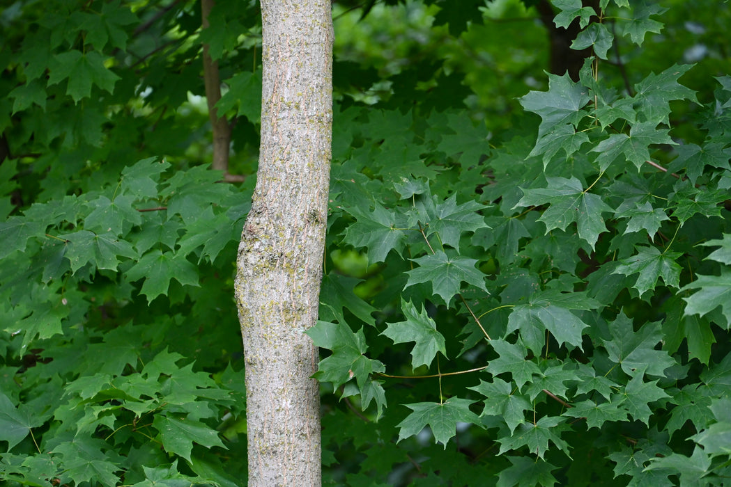 Sugar Maple (Acer saccharum)