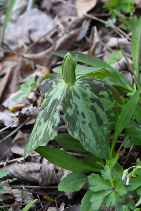 Yellow Wakerobin Trillium (Trillium luteum) BARE ROOT