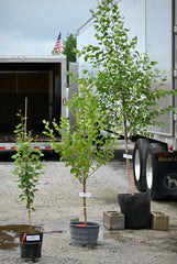 River Birch (Betula nigra)