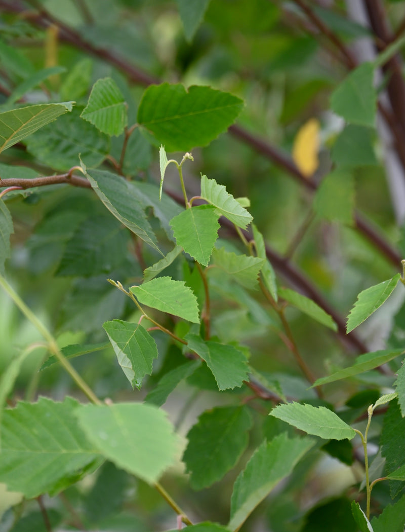 River Birch (Betula nigra)