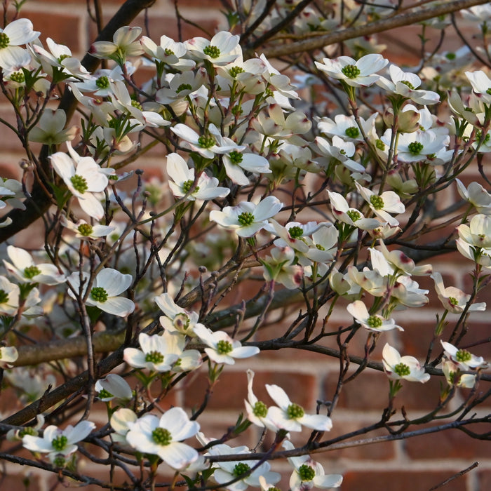 Flowering Dogwood (Cornus florida) 1 GAL
