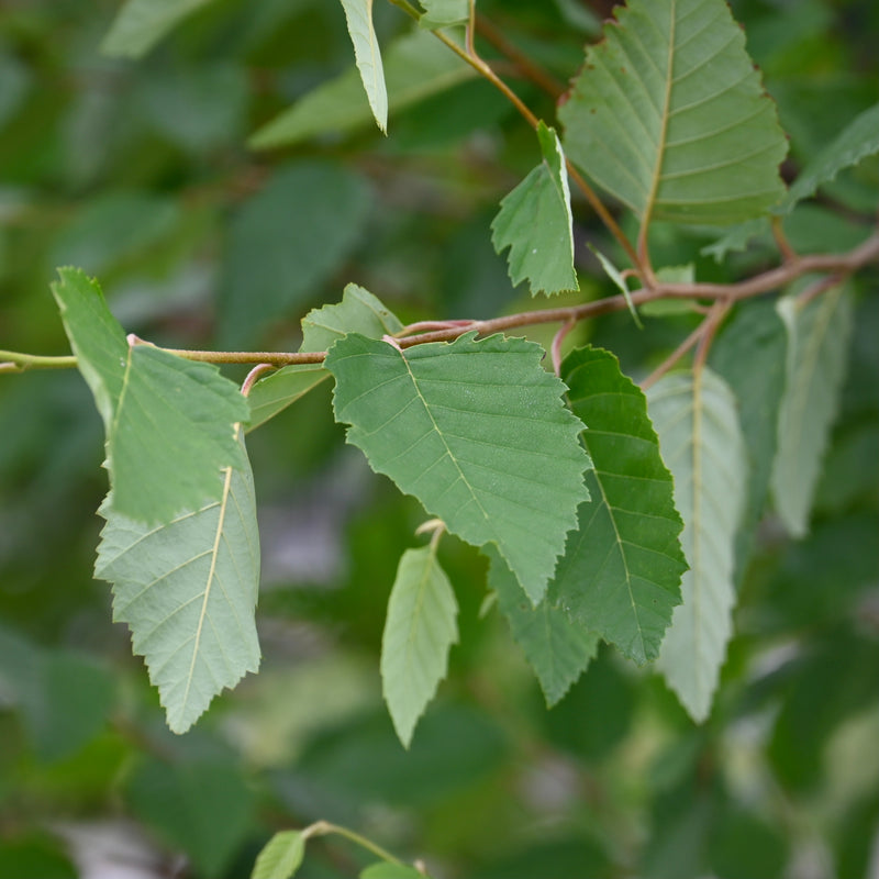 River Birch (Betula nigra)