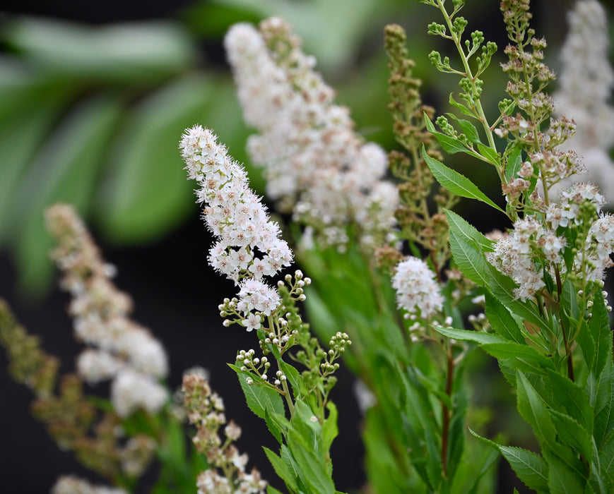Meadowsweet (Spiraea alba)
