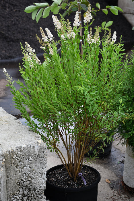Meadowsweet (Spiraea alba)