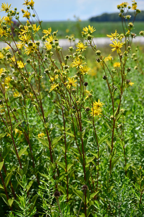 Rosinweed (Silphium integrifolium) 2x2x3" Pot