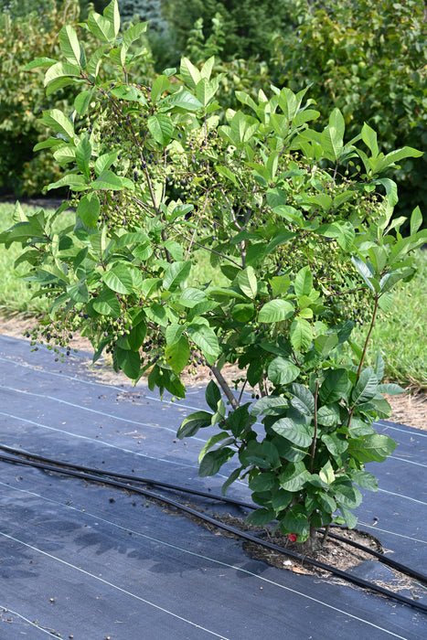 Fringetree (Chionanthus virginicus)