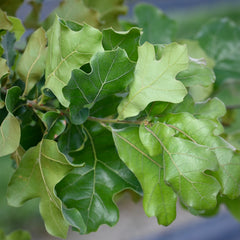 Blackjack Oak (Quercus marilandica)