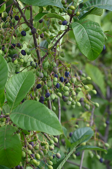 Fringetree (Chionanthus virginicus)