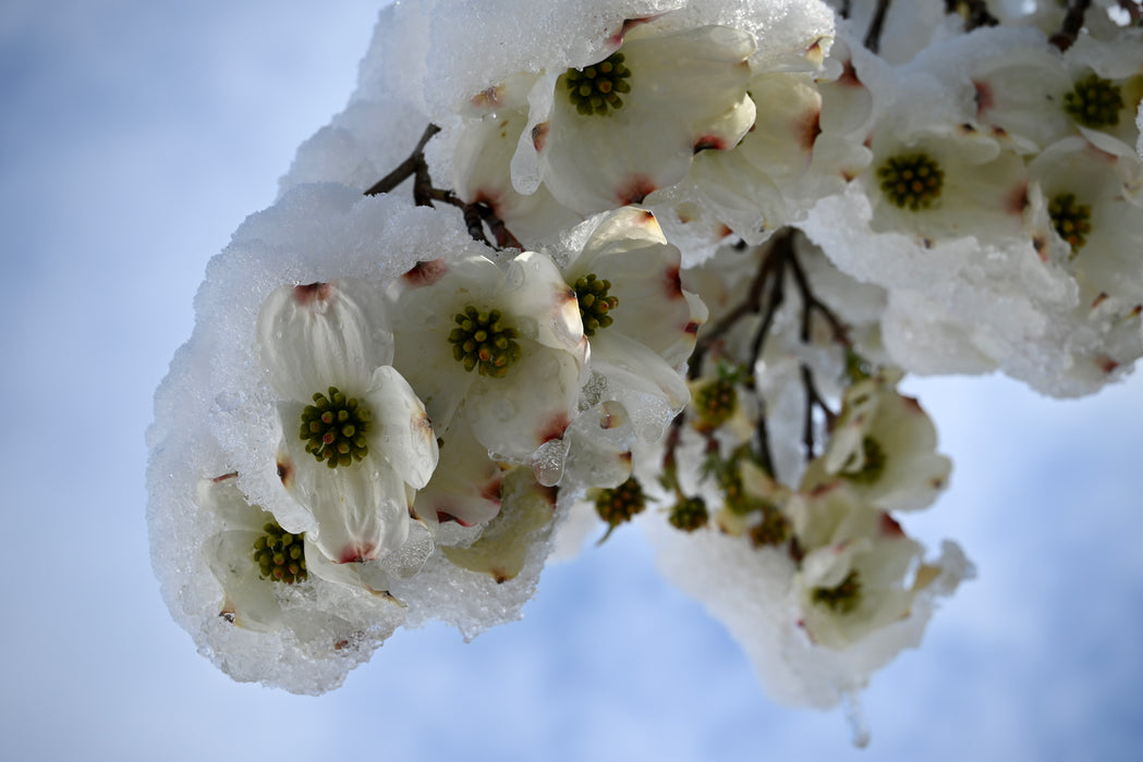 Flowering Dogwood (Cornus florida) 1 GAL