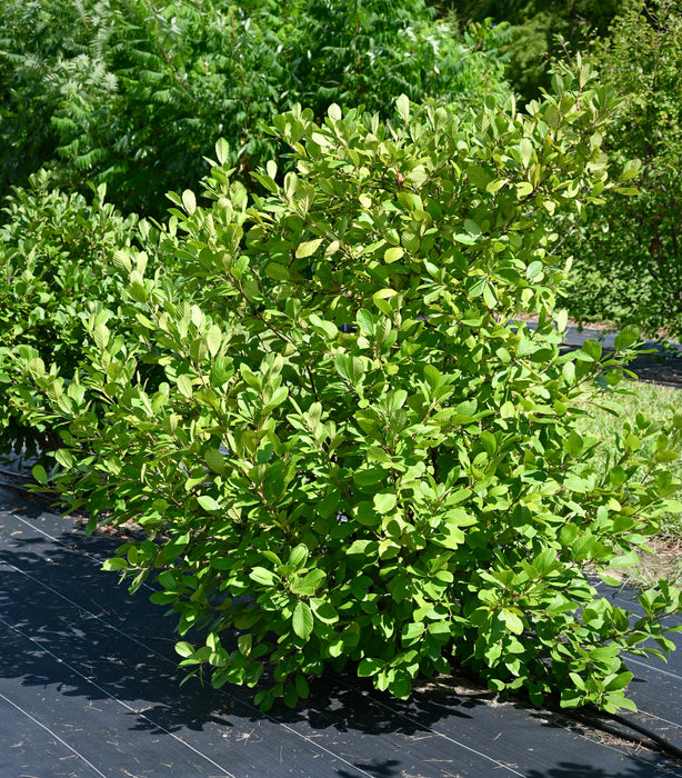 Smooth Alder (Alnus serrulata)