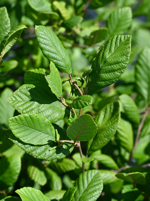 Smooth Alder (Alnus serrulata)