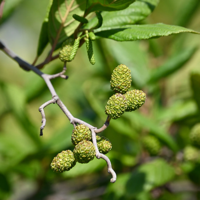 Smooth Alder (Alnus serrulata)