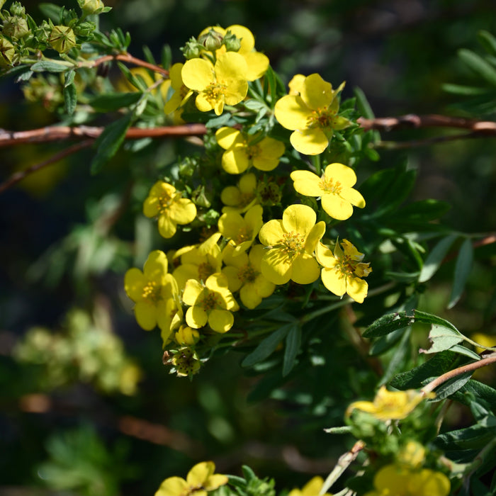 Shrubby Cinquefoil (Potentilla fruticosa)