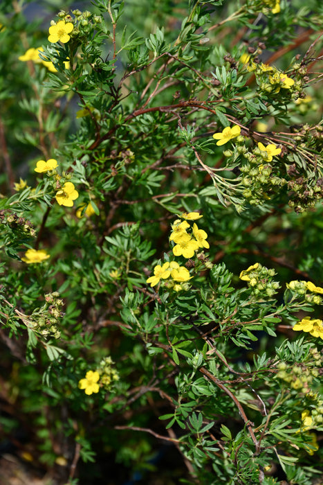 Shrubby Cinquefoil (Potentilla fruticosa)