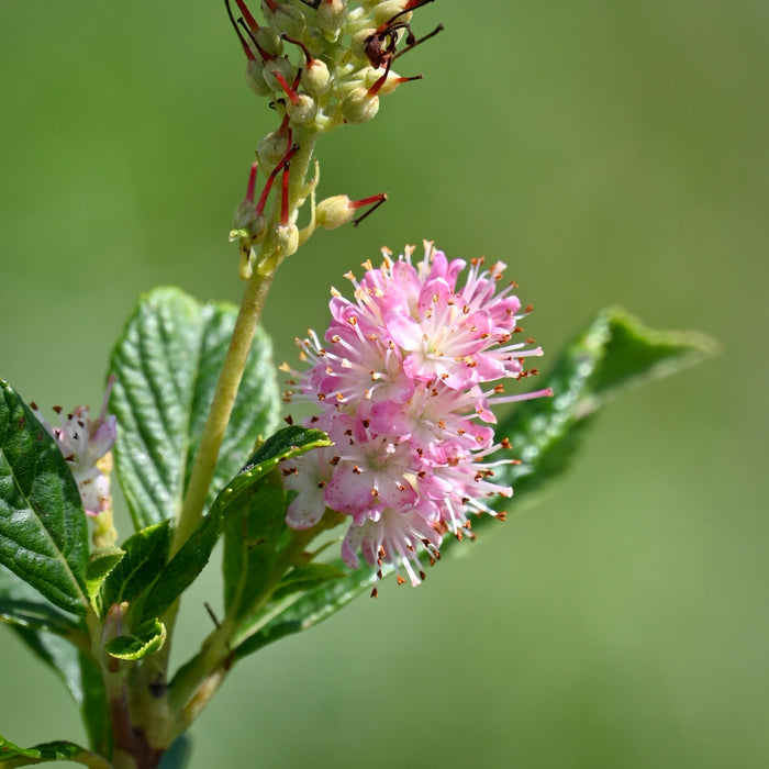 Steeplebush (Spiraea tomentosa)