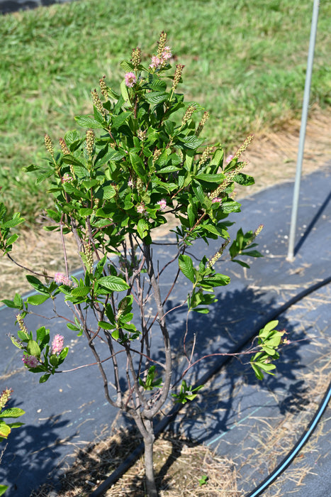 Steeplebush (Spiraea tomentosa)