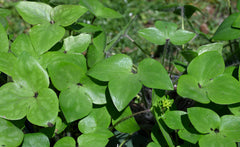 Sharp-lobed Hepatica (Hepatica nobilis var. acutiloba) BARE ROOT