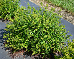 Shrubby St. John’s Wort (Hypericum prolificum)