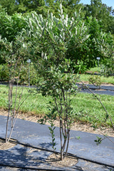 Red Chokeberry (Aronia arbutifolia)