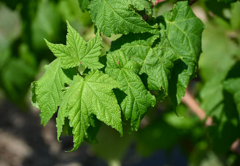 Purple Flowering Raspberry (Rubus odoratus)