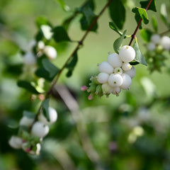 Snowberry (Symphoricarpos albus)