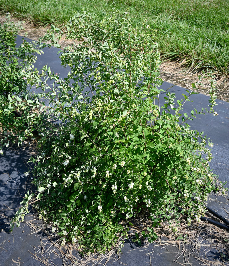 Snowberry (Symphoricarpos albus)